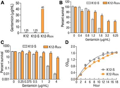 Glutamine potentiates gentamicin to kill lab-evolved gentamicin-resistant and clinically isolated multidrug-resistant Escherichia coli